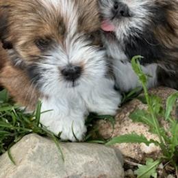 Lhasa Apso Puppies from Linda Richter
