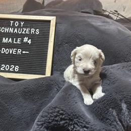 Dover - White male Miniature Schnauzer puppy in Littleton, Colorado from Wahl 2 Wahl Schnauzers