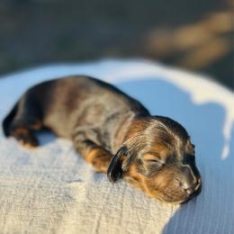 Oliver-AKC.PRA-clear.3800 - Brindle male Dachshund puppy in Dover, Oklahoma from Freckles and Furballs