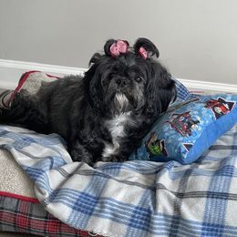 Raven - Shih Tzu