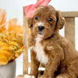 Joan - Red  female Goldendoodle puppy in Queen Creek, Arizona from Goldendoodle AZ
