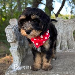BYRON - male Australian Mountain Doodle puppy in Bristow, Oklahoma from 10-Acre Woods Cockapoos