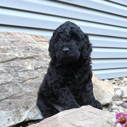 Lulu - Black female Labradoodle puppy in Bruceton Mills, West Virginia from Adonai Ra'ah Farms