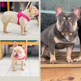 French Bulldog puppies from K&J Frenchies