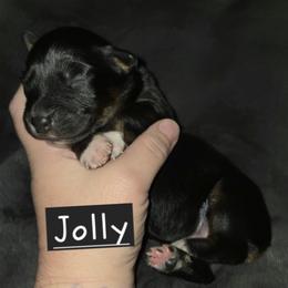 Australian Shepherd Puppies from Arbor hill Australian Shepherds