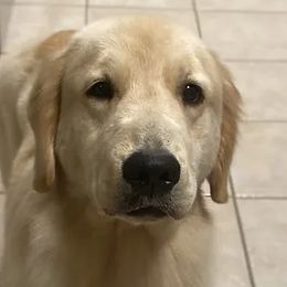 Ivy - Golden Retriever