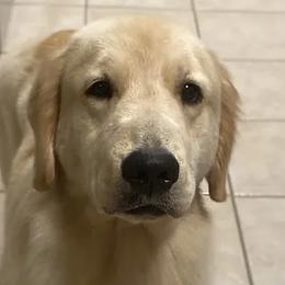 Ivy - Golden Retriever