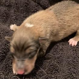 Fonzi - Sable and white male Collie puppy in Yulee, Florida from Three Collie Farm