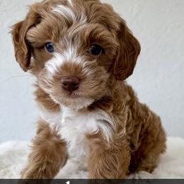 Champ - Red male Bernedoodle puppy in Concord, California from Golden State Good Dogs