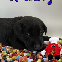 Blueberry - Black male Labrador Retriever puppy in Water Valley, Mississippi from Three Lakes Labs & WHDs