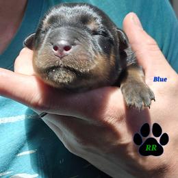 Blue - Black and mahogany male Rottweiler puppy in Tangent, Oregon from Raya's Royals