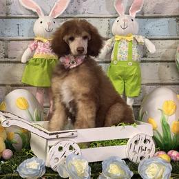 White - Sable female Poodle puppy in Houma, Louisiana from Smart Azz Poodles