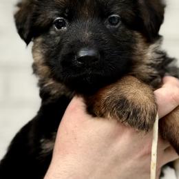 Riley - Black and red female German Shepherd puppy in Johnstown, Ohio from Vom Haus Neufus