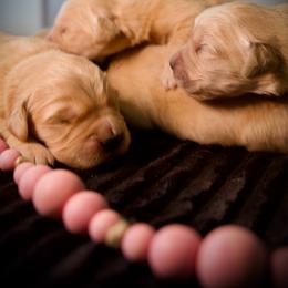 4th Pick - Golden female Golden Retriever puppy in Mc Arthur, California from California Golden Love