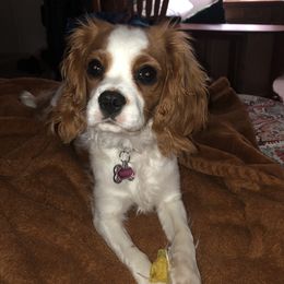 Darla - Cavalier King Charles Spaniel
