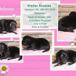 Dolores - Black tri-color female Australian Shepherd puppy in Asheboro, North Carolina from Stellar Aussies