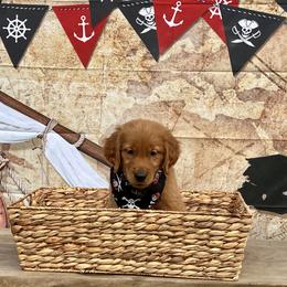 Golden Retriever Puppies from Morgan’s Heart of Gold Retrievers