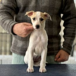 Freyja - White and fawn brindle Whippet puppy in Broomtown, Alabama from Hounds of Christeva