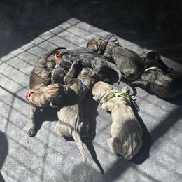 HAM - Gray male Cane Corso puppy in St. Cloud, Florida from Magical Creature Cane Corso