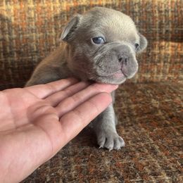 French Bulldog puppies from Phoebes Frenchies