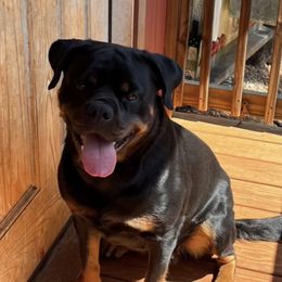 Zelda - Rottweiler