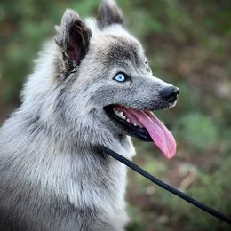 Freya wolf silver - Pomsky