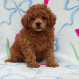 Mateo - Red  male Poodle puppy in Hurricane Mills, Tennessee from Scenic Hills Kennels