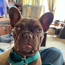 French Bulldogs from Burke’s Ranch French Bulldogs