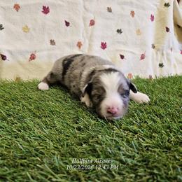 Chai - Blue merle female Toy Australian Shepherd puppy in Snowflake, Arizona from Halfpint Aussies