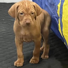 Boy 5 - Vizsla puppy in Suffolk, Virginia from JC Vizsla’s