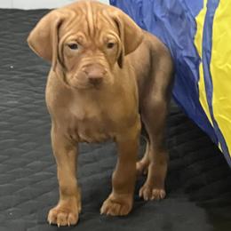 Boy 5 - Vizsla puppy in Suffolk, Virginia from JC Vizsla’s