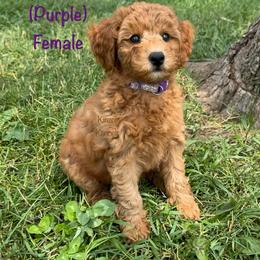 Gale - Red  female Goldendoodle puppy in De Pere, Wisconsin from Kinzor Kennels