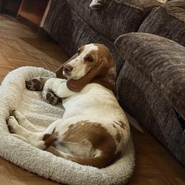 Winnie - Basset Hound