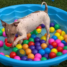 Brave - White and chocolate male American Hairless Terrier puppy in Buckingham, Illinois from Gaus Hof