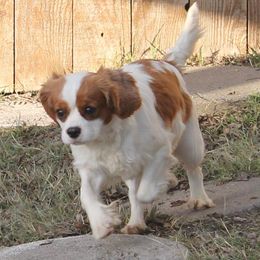 Baylee - Cavalier King Charles Spaniel