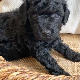Poodle Puppies from Kennison Lane Poodles