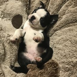 Boston Terrier Puppies from Berry Hill Boston Terriers