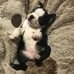 Boston Terrier Puppies from Berry Hill Boston Terriers