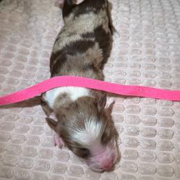 Dakota - Red merle female Miniature Australian Shepherd puppy in Tucson, Arizona from Soqui Ortiz Cattle Ranch