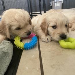 Golden Retriever Puppies from Rebel Retrievers