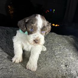 Matthew - Parti male Miniature Schnauzer puppy in Hemet, California from Feshia's Miniature Schnauzers