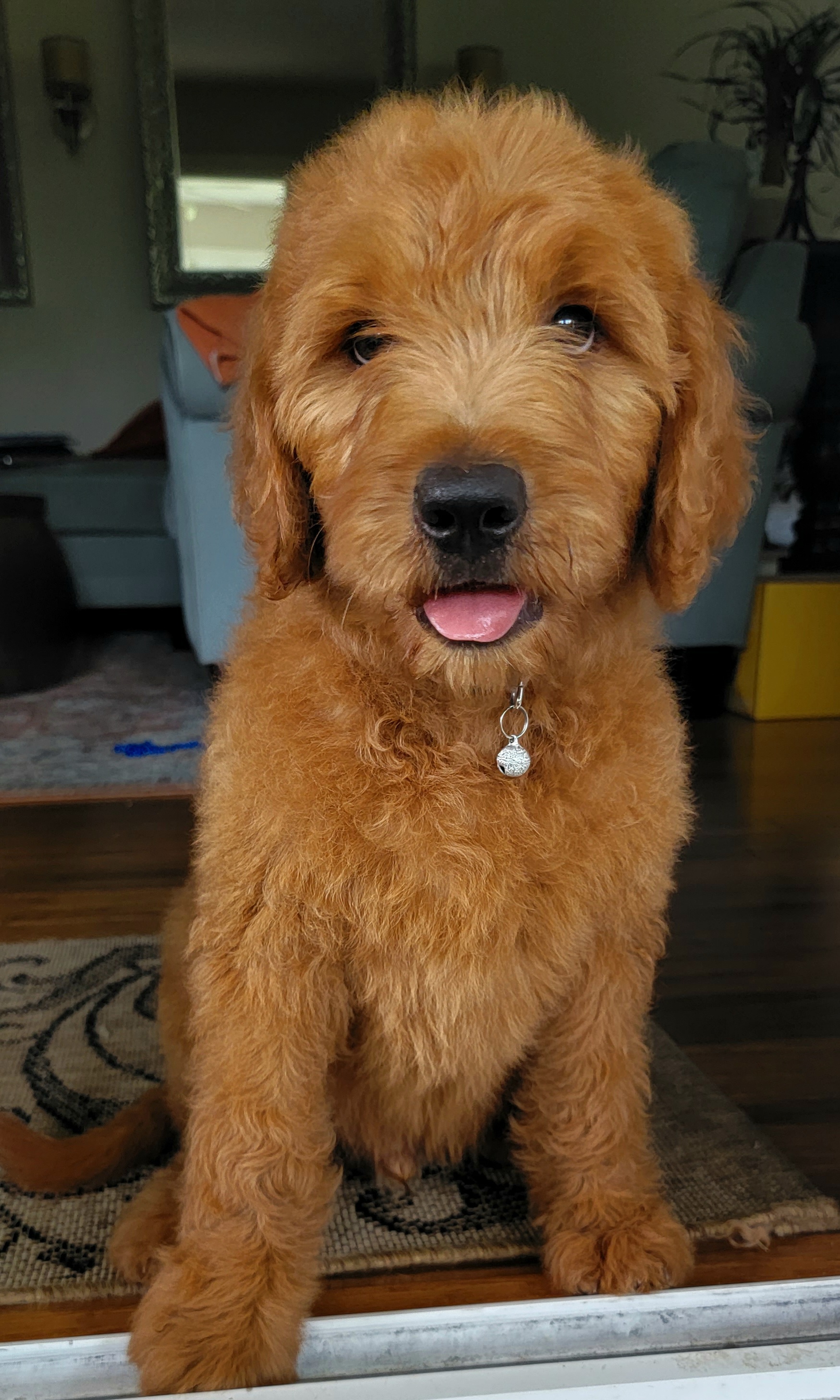Assorted Doodle Crosses and Poodle Puppies from Center Hill Poodles and Doodles