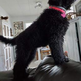 Goldendoodle Puppies from Zeusthemoosedoodles
