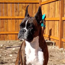 Arya - Boxer