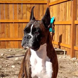 Arya - Boxer