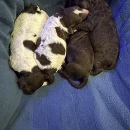 Ricotta - Brown female Lagotto Romagnolo puppy in Chehalis, Washington from Scarlet Oak Lagotti