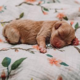 Pink Girl Cavapoo - Apricot female Cavapoo puppy in Mckinney, Texas from Doodles of North Tx