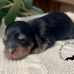 Boy 1 - Black and cream male Dachshund puppy in Nampa, Idaho from Long_and_Low_Dachshunds