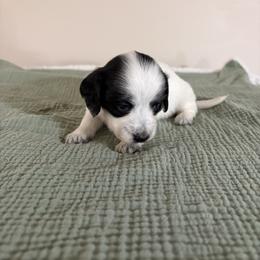 Summer - Piebald female Dachshund puppy in Athens, Alabama from 4 Moore Ranch