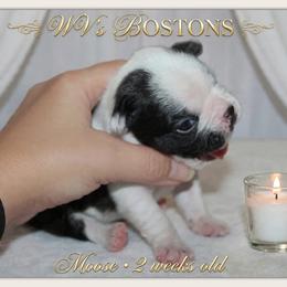 Moose - Black and white male Boston Terrier puppy in North Central, Vermont from Windy Valley’s Bostons